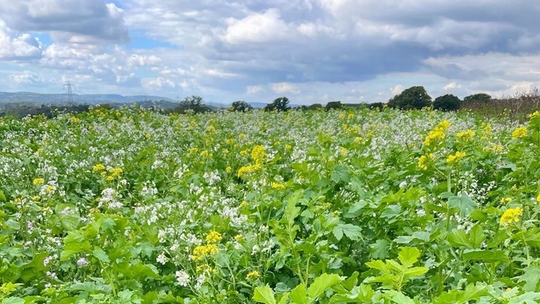 Late summer view across Woolbeding common